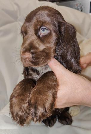 Image 3 of Show Cocker Spaniel puppy is looking for her forever home