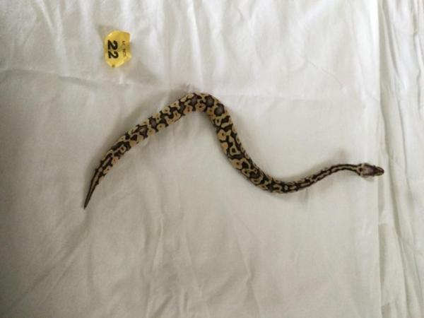 Image 9 of Female super pastel baby royal python