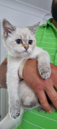 Image 10 of Pedigree british shorthair kittens