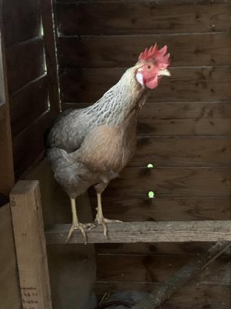 Image 2 of Hatching eggs hen chicken
