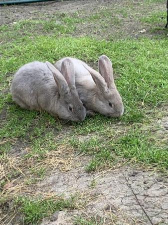 Image 1 of Giant crossBaby rabbits mixed litter