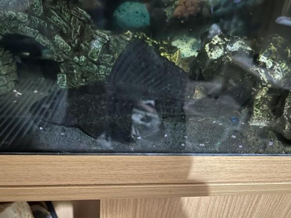Image 2 of 21 month old pleco, tank and accessories