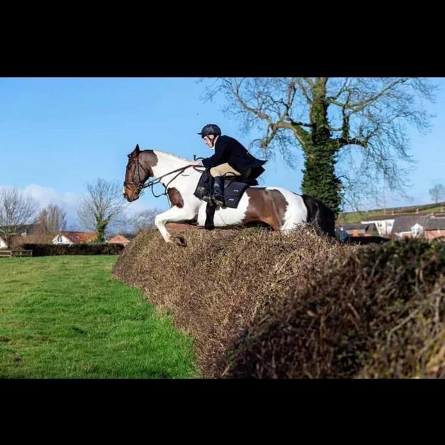 Preview of the first image of 16.1 Irish X gelding true all rounder.