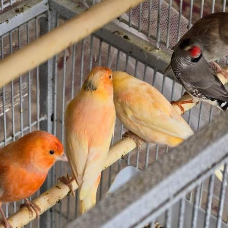 Image 5 of Beautiful healthy canaries and zebra finches for sale