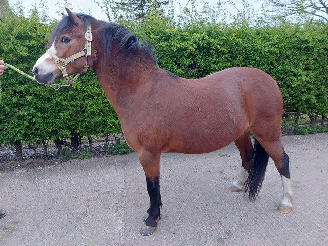Preview of the first image of Registered Welsh section A gelding..
