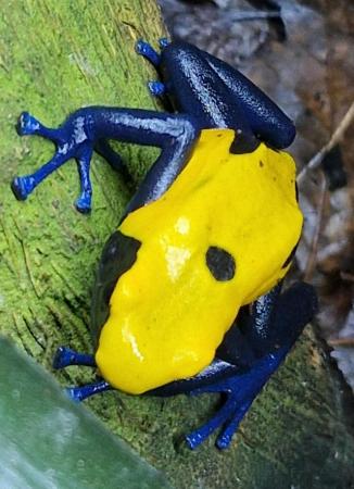 Image 13 of Dendrobates tinctorius citronella dart frog tadpoles +others