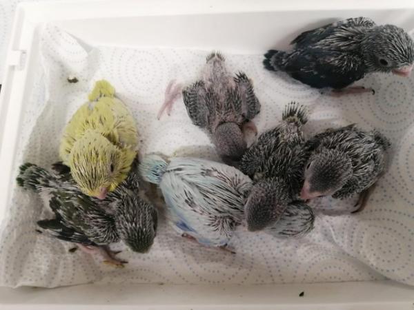 Image 3 of Baby Parrotlets Ready to leave
