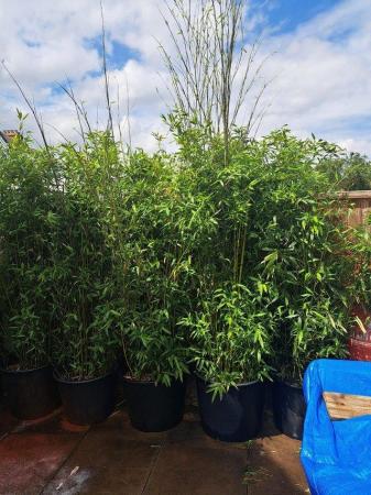 Image 3 of bamboo big pot grownpholostachys bissiti 65 to 85 litre