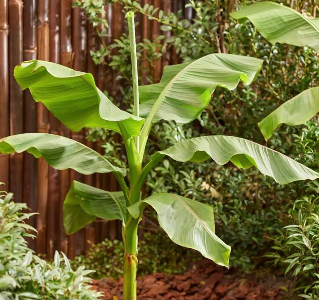 Preview of the first image of Banana tree plants. GOOD size. Private grower so only £20 !!.