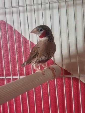 Image 1 of This year Baby finches for sale
