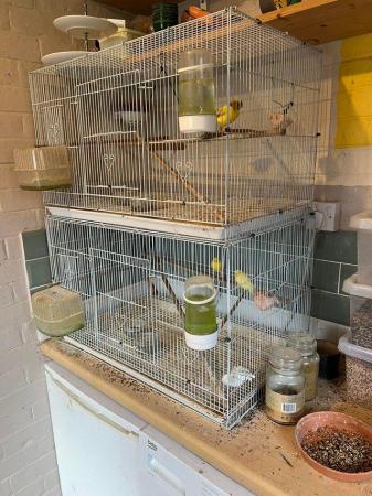 Image 6 of Canaries for sale beautiful happy healthy birds