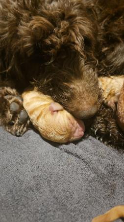 Image 2 of 11 day old labradoddle pups