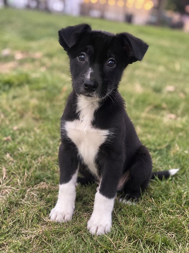 Black & White ISDS Border Collie Puppies — photo 4 of 4