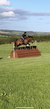 Image 1 of 14.2hh standard bred looking for new home
