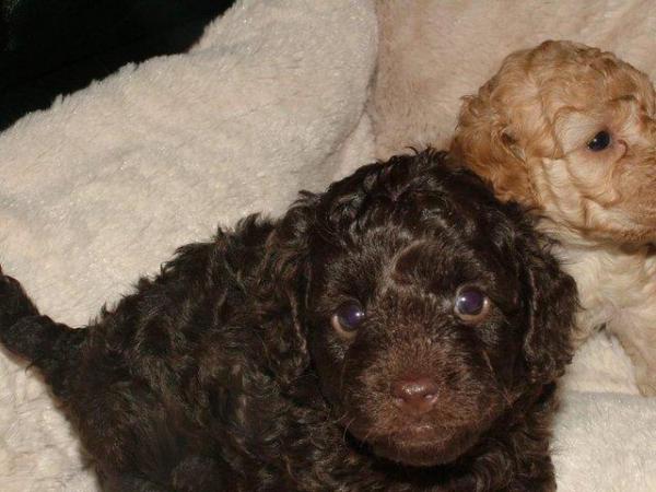Image 20 of Tiny phantom HEALTH tested poodle for STUD ONLY