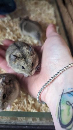 Image 4 of Dwarf Hamsters Friendly and Tame