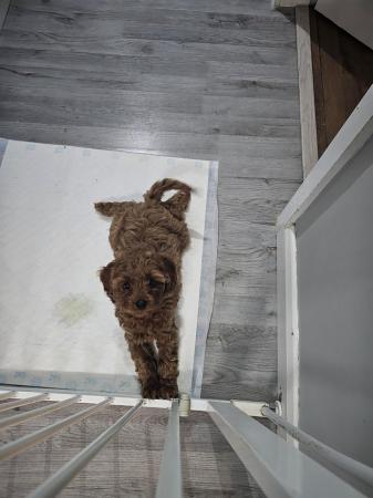 Poodle puppies for sale in Wolverhampton, West Midlands – 2 years old - Image 9 of 9