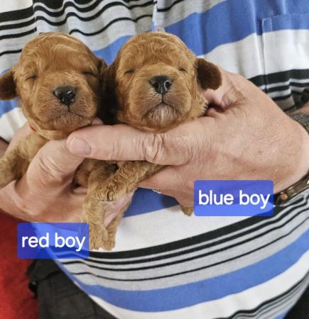 Image 3 of Cavapoo f1b puppies looking for 5* homes