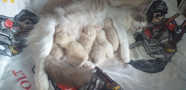 Image 3 of Pure Breed Ragdoll Kittens