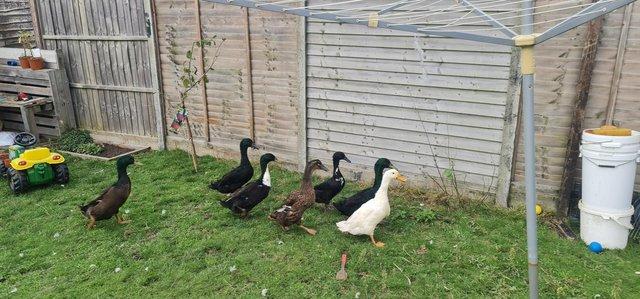 Preview of the first image of 6 runner ducks for sale ideally to go together.