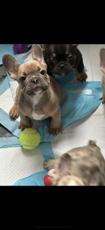 Image 15 of Beautiful French bulldog puppies ready to leave