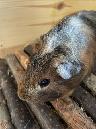 Image 6 of 5 baby guinea pigs £25 for all 5