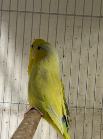 Image 2 of Beautiful Budgies & parrotlet for sale