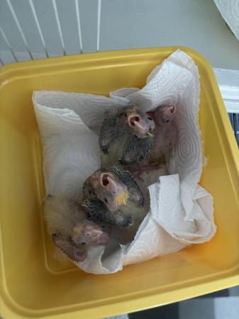 Image 7 of Hand reared cockatiels for sale, ready to leave soon