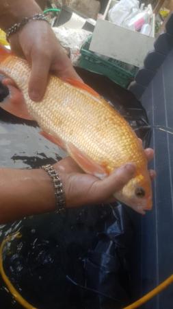 Image 1 of Large golden orfe fish for sale