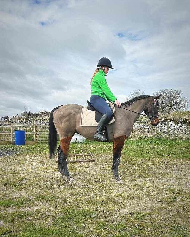 Preview of the first image of dark bay ex racer, 15.3hh.