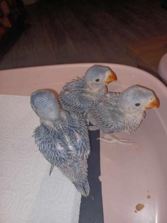 Image 2 of Ringneck Parakeets Handreared from 7 Days old.