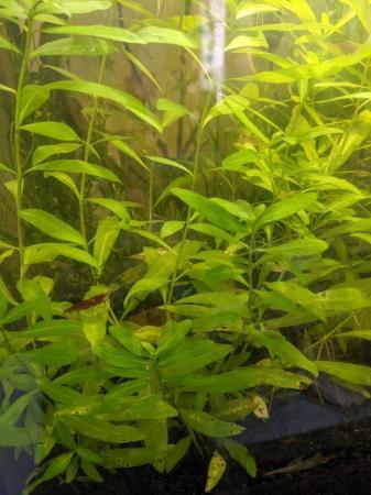 Image 2 of Aquarium Shrimp Fish Tank Plants and Accessories