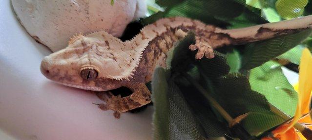 Image 11 of Gorgeous Tri Colour Crested Gecko ready for forever home