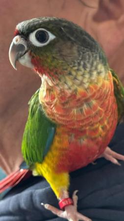 Image 1 of Handreared baby conures Various different mutations avaiable