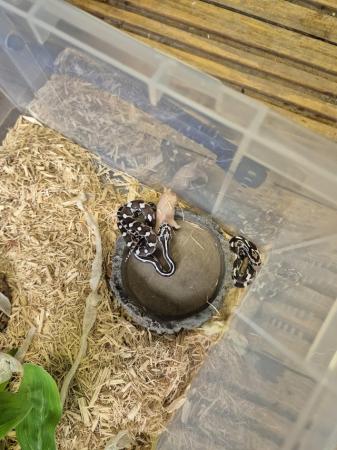 Image 14 of Baby anery Corn Snakes available