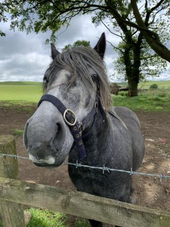 Image 2 of 4yr old grey fell pony stallion. FIS clear.