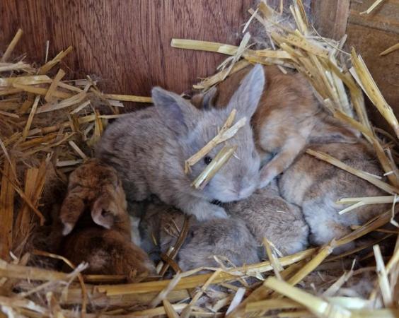 Image 2 of Bunnies looking for loving forever homes