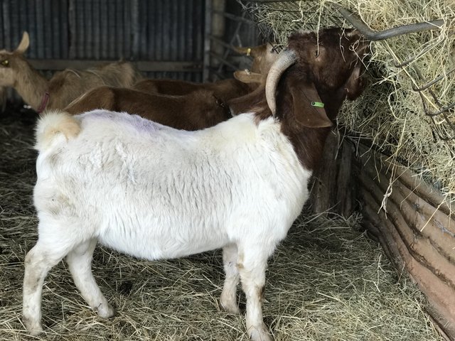 Preview of the first image of 2 year old pedigree Boer billy goat.