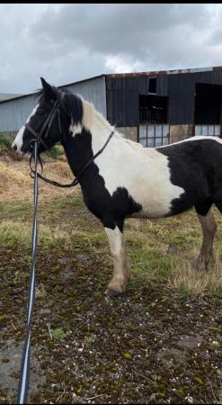 Image 8 of PONY PROJECTS.1-6yo COBS+WELSHES+MINIS SOON READY 4-13hh