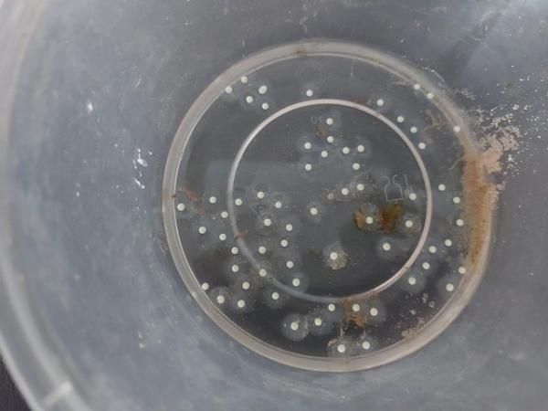 Image 3 of 10 x Axolotl Eggs, laid 8th March