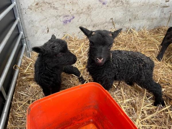 Image 3 of Hebridean Ram Lambs (intact)