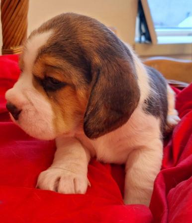 Image 12 of 2 BEAUTIFUL (KC REGISTERED) BEAGLE PUPPIES
