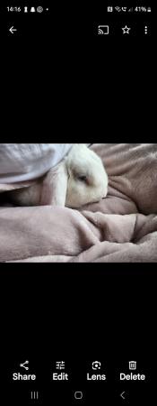Image 3 of Beautiful White neutered rabbit for sale