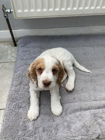 Image 3 of Cocker spaniel puppies for sale