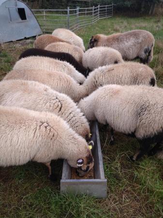 Image 3 of Cross bred ram lambs for sale