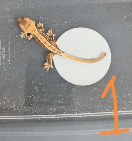 Image 2 of Juvenile crested geckos few morphs available