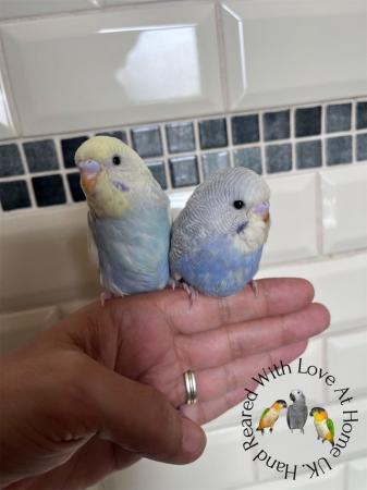 Image 1 of Aviary bred parent reared baby budgies.