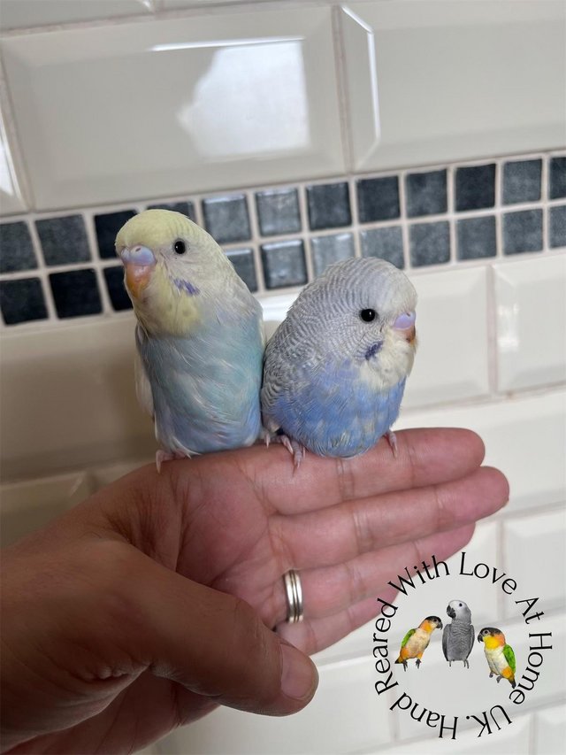 Preview of the first image of Aviary bred parent reared baby budgies..
