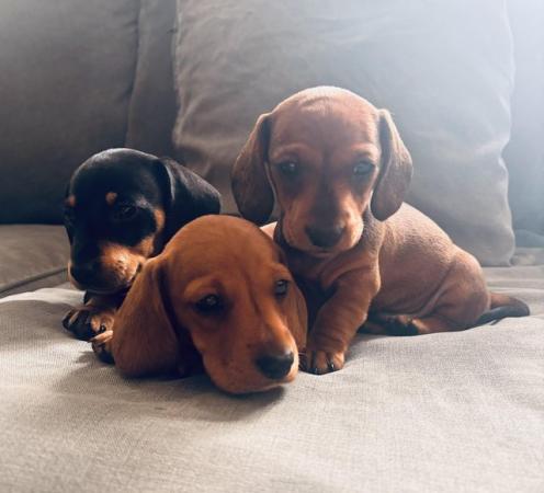 Image 3 of 6 week old mini dachshund pups