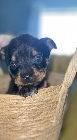 Image 5 of Rottweiler pup looking for her forever home
